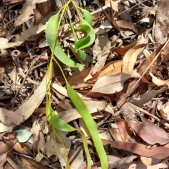 Amyema miquelii at Wirlinga, NSW - 19 Mar 2023 11:32 AM