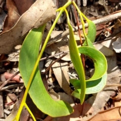 Amyema miquelii at Wirlinga, NSW - 19 Mar 2023