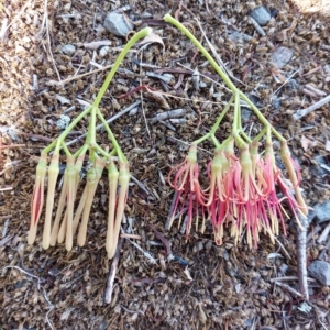 Amyema miquelii at Wirlinga, NSW - 19 Mar 2023