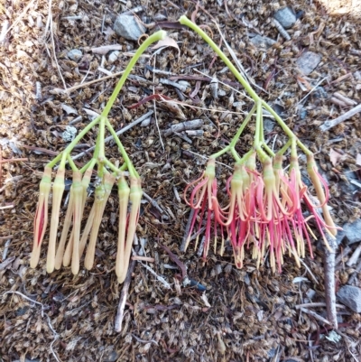 Amyema miquelii (Box Mistletoe) at Wirlinga, NSW - 19 Mar 2023 by RobCook