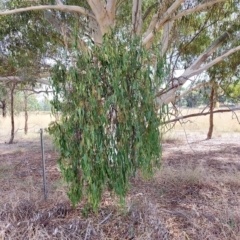 Amyema miquelii at Wirlinga, NSW - 19 Mar 2023