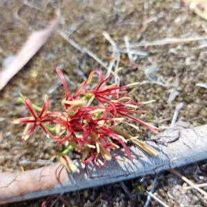 Amyema miquelii at Wirlinga, NSW - 19 Mar 2023