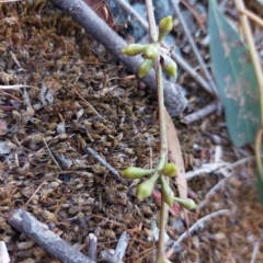 Eucalyptus mannifera (Brittle Gum) at Albury - 19 Mar 2023 by RobCook