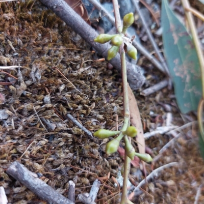 Eucalyptus mannifera (Brittle Gum) at Albury - 19 Mar 2023 by RobCook