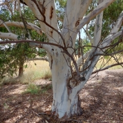 Eucalyptus mannifera at Wirlinga, NSW - 19 Mar 2023
