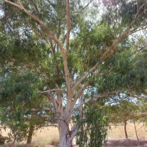 Eucalyptus mannifera at Wirlinga, NSW - 19 Mar 2023