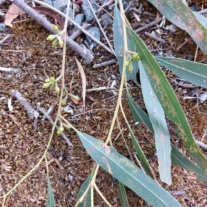 Eucalyptus mannifera at Wirlinga, NSW - 19 Mar 2023