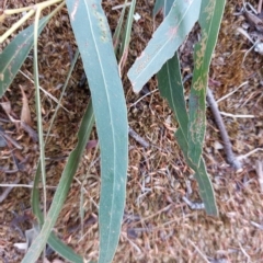 Eucalyptus mannifera at Wirlinga, NSW - 19 Mar 2023