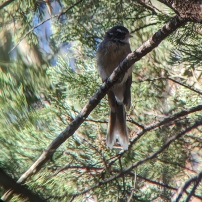 Rhipidura albiscapa (Grey Fantail) at Milbrulong, NSW - 17 Mar 2023 by Darcy