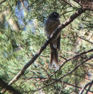 Rhipidura albiscapa (Grey Fantail) at Milbrulong, NSW by Darcy