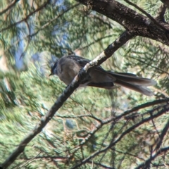 Rhipidura albiscapa at Milbrulong, NSW - 18 Mar 2023 09:12 AM