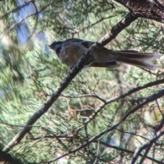 Rhipidura albiscapa at Milbrulong, NSW - 18 Mar 2023 09:12 AM