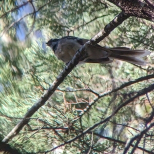 Rhipidura albiscapa at Milbrulong, NSW - 18 Mar 2023 09:12 AM