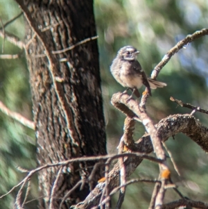 Rhipidura albiscapa (Grey Fantail) at Milbrulong, NSW by Darcy