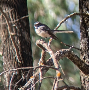 Rhipidura albiscapa at Milbrulong, NSW - 18 Mar 2023 09:18 AM