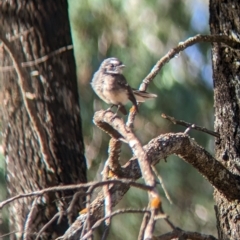 Rhipidura albiscapa at Milbrulong, NSW - 18 Mar 2023 09:18 AM