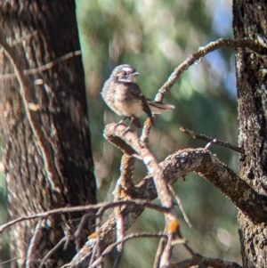 Rhipidura albiscapa at Milbrulong, NSW - 18 Mar 2023