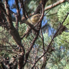 Acanthiza nana (Yellow Thornbill) at Milbrulong, NSW - 17 Mar 2023 by Darcy