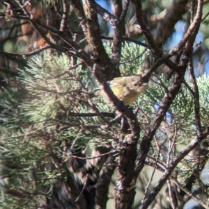 Acanthiza nana at Milbrulong, NSW - 18 Mar 2023 09:19 AM