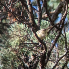 Acanthiza nana at Milbrulong, NSW - 18 Mar 2023 09:19 AM