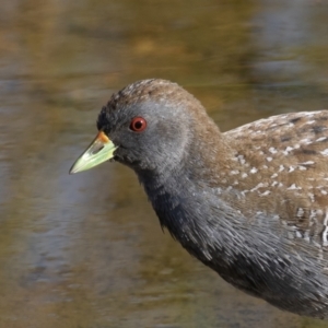 Porzana fluminea at Holt, ACT - 19 Mar 2023