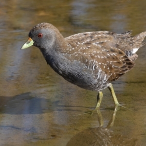 Porzana fluminea at Holt, ACT - 19 Mar 2023