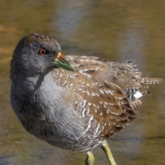 Porzana fluminea at Holt, ACT - 19 Mar 2023