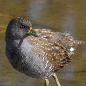 Porzana fluminea at Holt, ACT - 19 Mar 2023