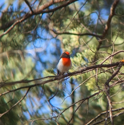 Petroica goodenovii (Red-capped Robin) at Milbrulong, NSW - 17 Mar 2023 by Darcy