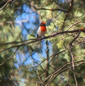 Petroica goodenovii at Milbrulong, NSW - 18 Mar 2023 09:20 AM