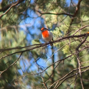 Petroica goodenovii at Milbrulong, NSW - 18 Mar 2023 09:20 AM