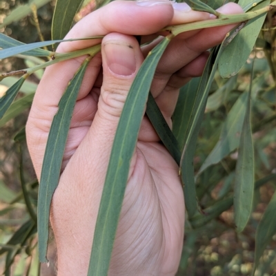 Acacia difformis (Drooping Wattle) at Milbrulong, NSW - 17 Mar 2023 by Darcy