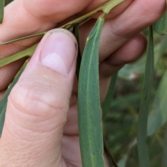 Acacia difformis at Milbrulong, NSW - 18 Mar 2023 09:31 AM