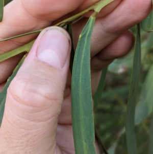 Acacia difformis at Milbrulong, NSW - 18 Mar 2023 09:31 AM