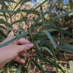 Acacia difformis at Milbrulong, NSW - 18 Mar 2023 09:31 AM