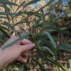 Acacia difformis at Milbrulong, NSW - 18 Mar 2023 09:31 AM