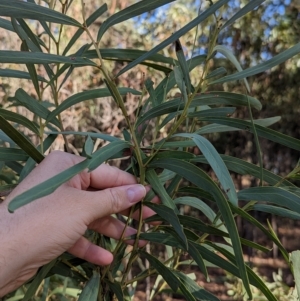 Acacia difformis at Milbrulong, NSW - 18 Mar 2023