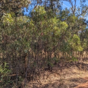 Acacia difformis at Milbrulong, NSW - 18 Mar 2023