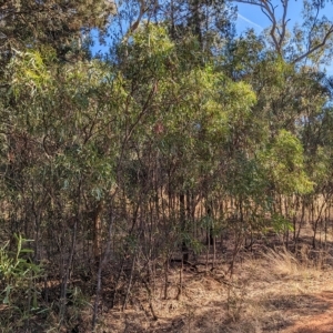 Acacia difformis at Milbrulong, NSW - 18 Mar 2023 09:31 AM