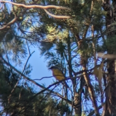 Eopsaltria australis (Eastern Yellow Robin) at Milbrulong State Forest - 18 Mar 2023 by Darcy