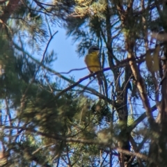 Eopsaltria australis at Milbrulong, NSW - 18 Mar 2023 09:50 AM