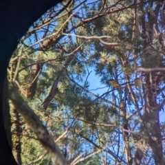 Eopsaltria australis at Milbrulong, NSW - 18 Mar 2023