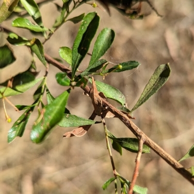 Dodonaea viscosa subsp. cuneata (Wedge-leaved Hop Bush) at Milbrulong State Forest - 18 Mar 2023 by Darcy