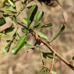 Dodonaea viscosa subsp. cuneata (Wedge-leaved Hop Bush) at Milbrulong, NSW - 17 Mar 2023 by Darcy