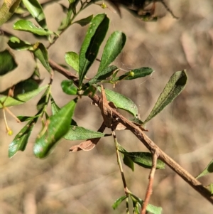 Dodonaea viscosa subsp. cuneata (Wedge-leaved Hop Bush) at Milbrulong, NSW by Darcy