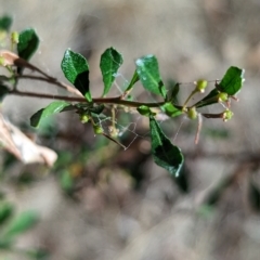 Dodonaea viscosa subsp. cuneata at Milbrulong, NSW - 18 Mar 2023