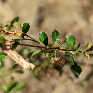 Dodonaea viscosa subsp. cuneata at Milbrulong, NSW - 18 Mar 2023