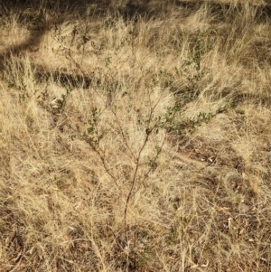 Dodonaea viscosa subsp. cuneata at Milbrulong, NSW - 18 Mar 2023