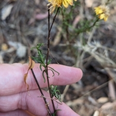 Xerochrysum viscosum (Sticky Everlasting) at Milbrulong, NSW - 18 Mar 2023 by Darcy