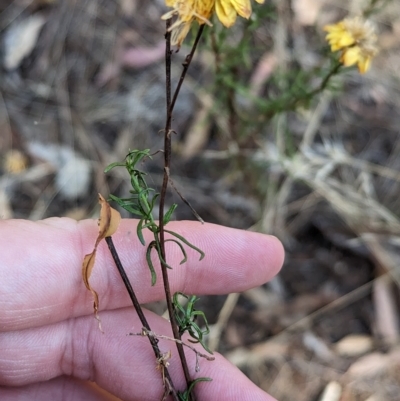 Xerochrysum viscosum (Sticky Everlasting) at Milbrulong State Forest - 17 Mar 2023 by Darcy